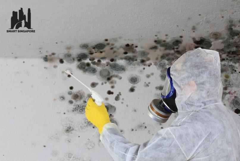 The Top 5 Mould Removal Services in Singapore