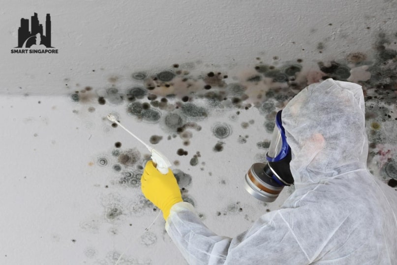 The 9 Best Mold Removers of 2024