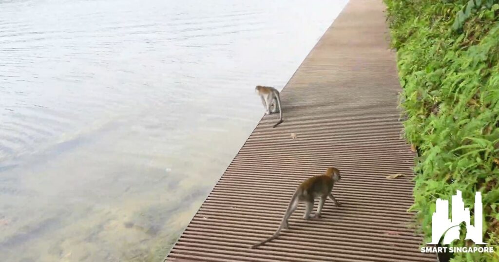 Are there monkeys in MacRitchie Reservoir