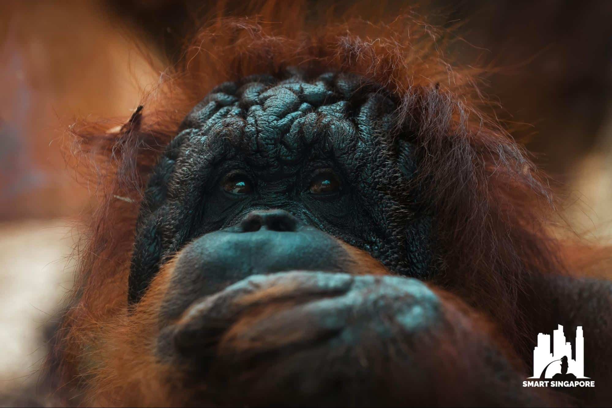 Everything You Need to Know When Visiting Singapore Zoo