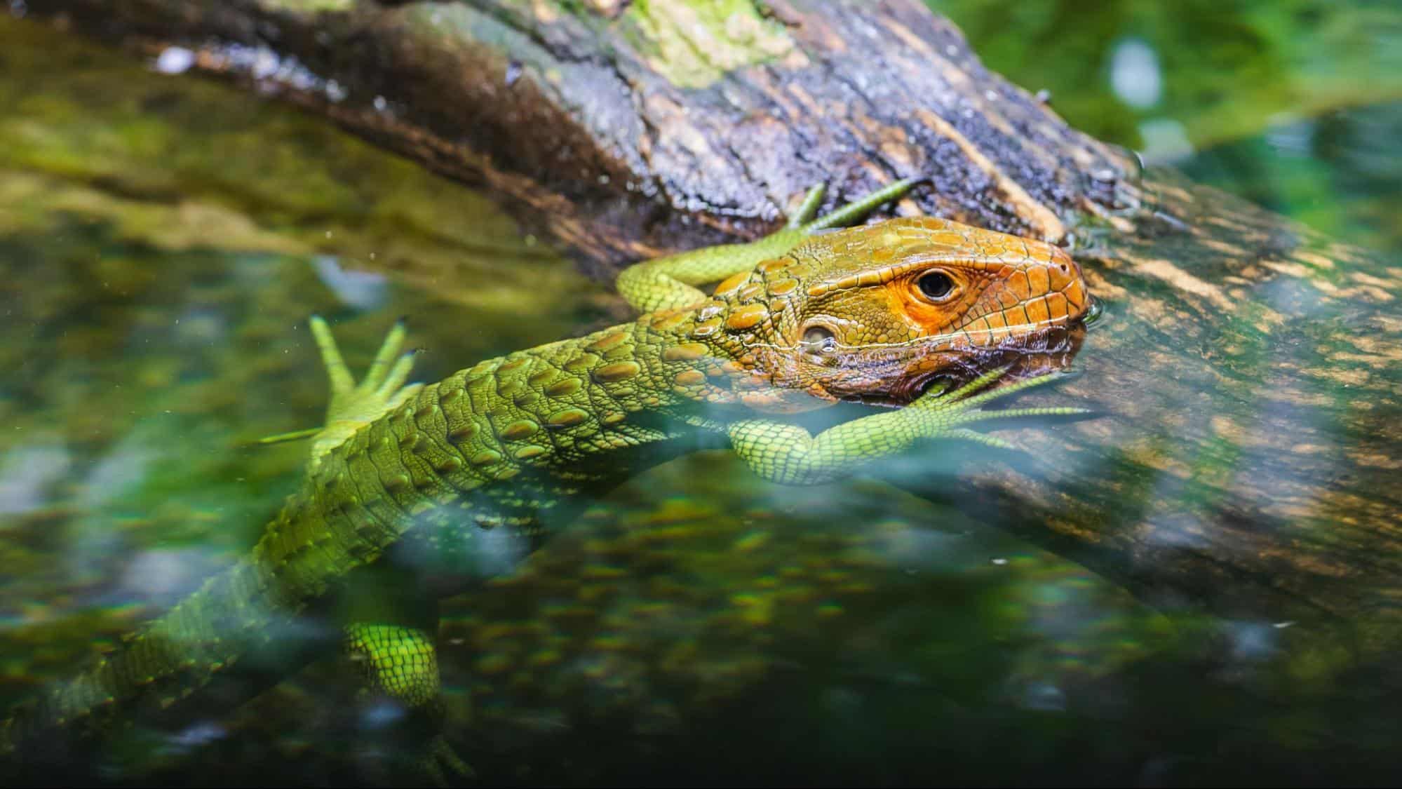 The Ultimate Guide to Visiting Singapore Zoo [2025]