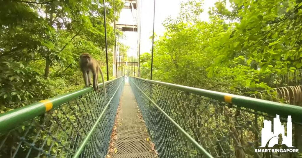 What amenities does the MacRitchie Reservoir offer