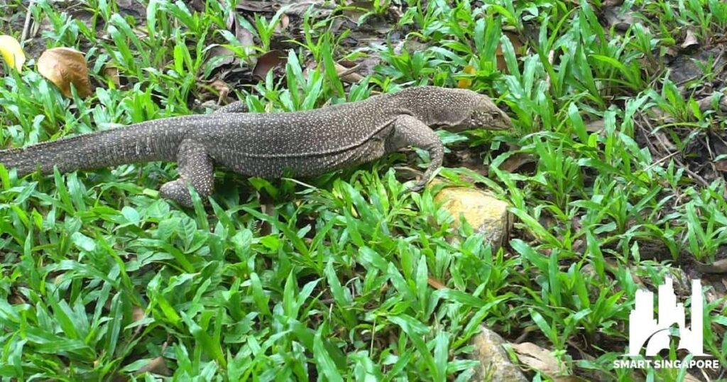 What is the best time to go to MacRitchie Reservoir