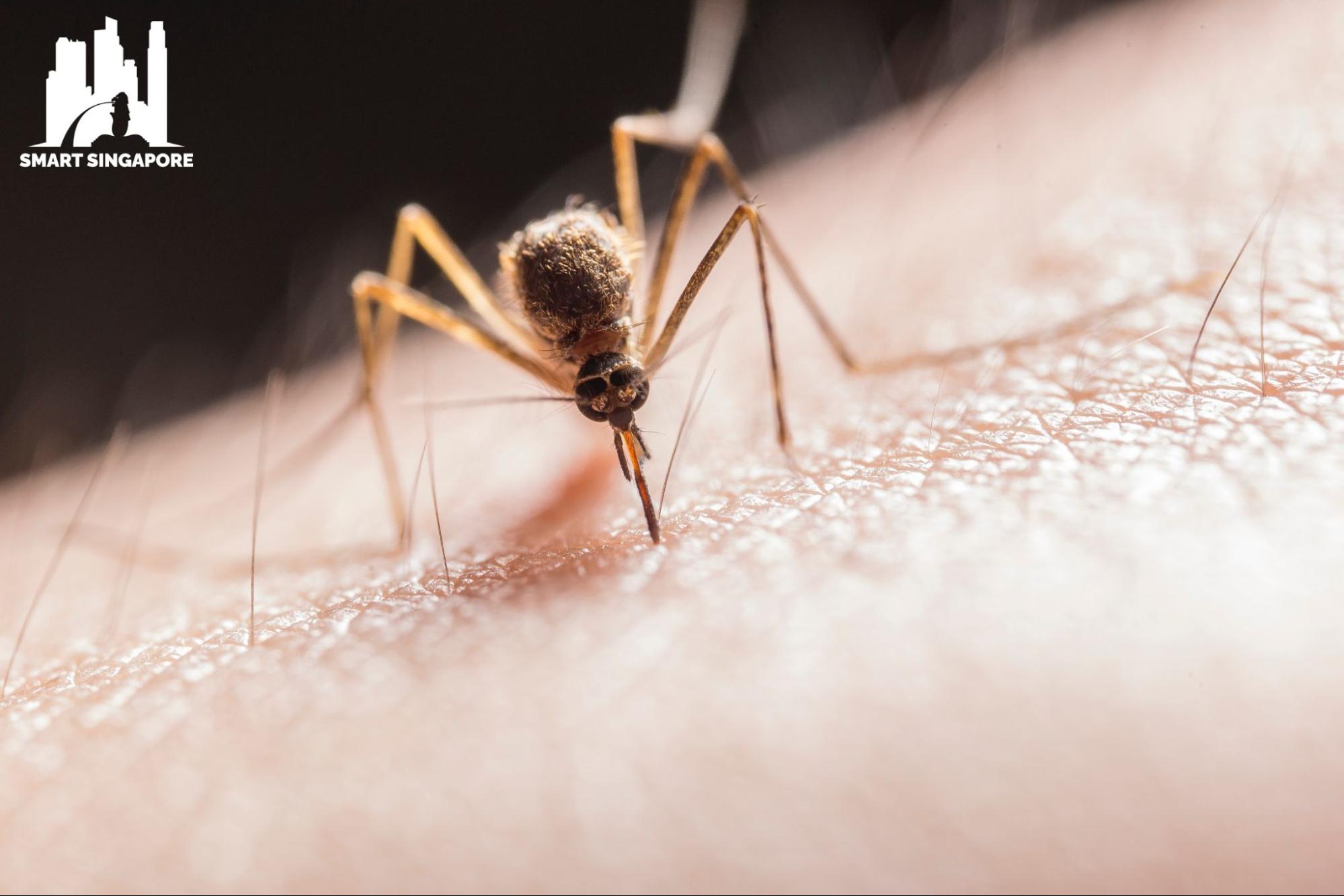 9 Ways to Avoid Mosquitoes in Singapore