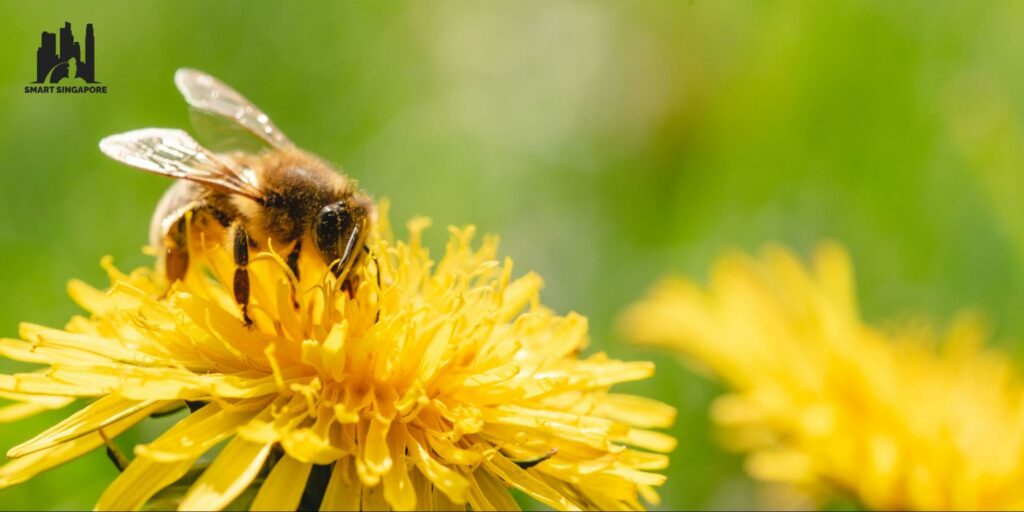 1. The Bee Trail
