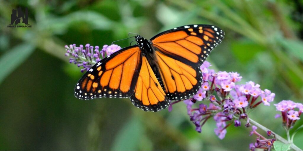 2. The Butterfly Garden Trail