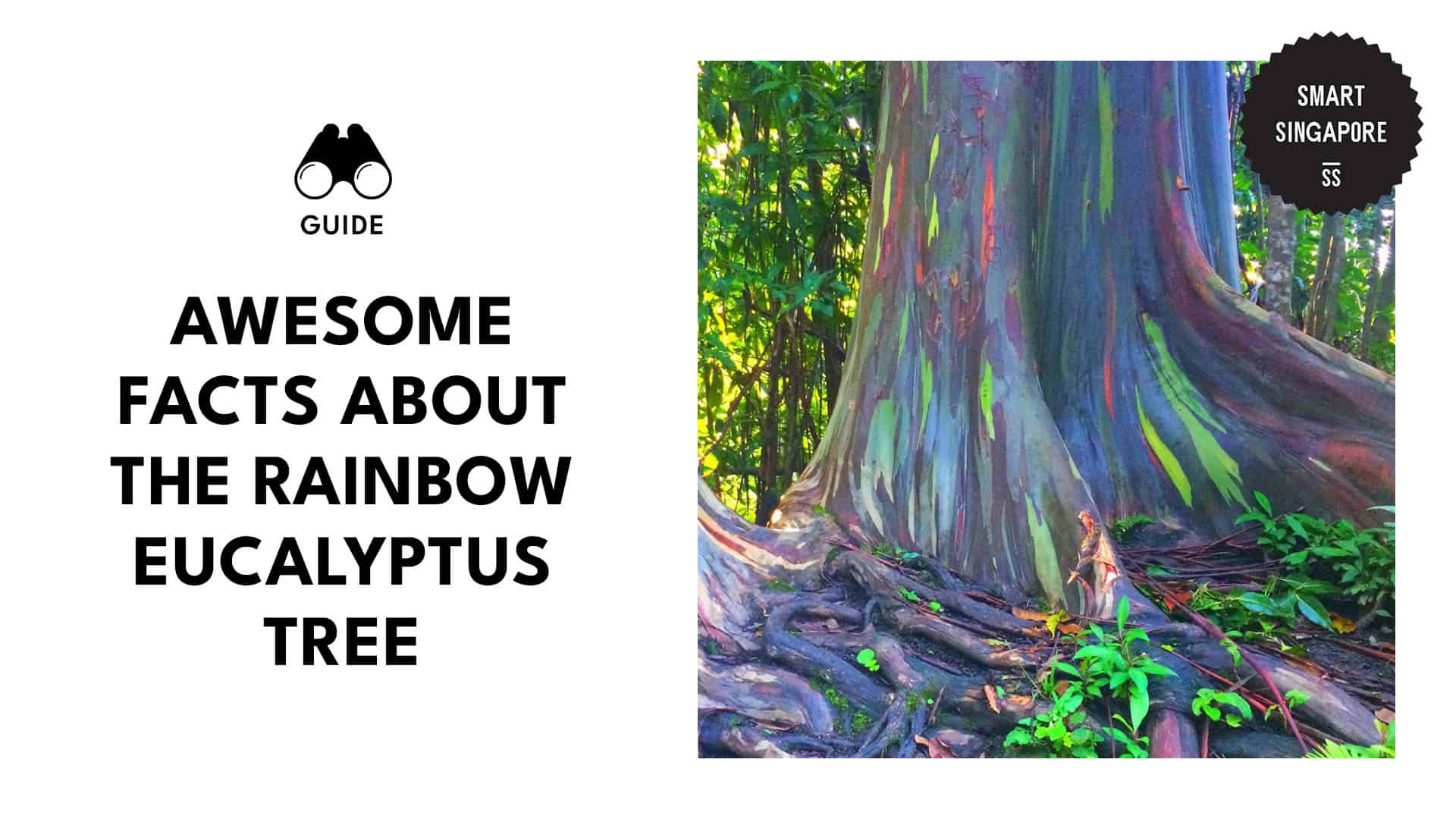 facts-about-the-rainbow-eucalyptus-tree