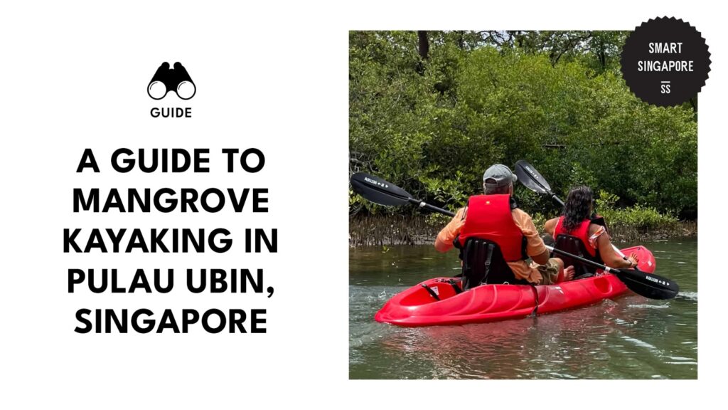 guide to mangrove kayaking