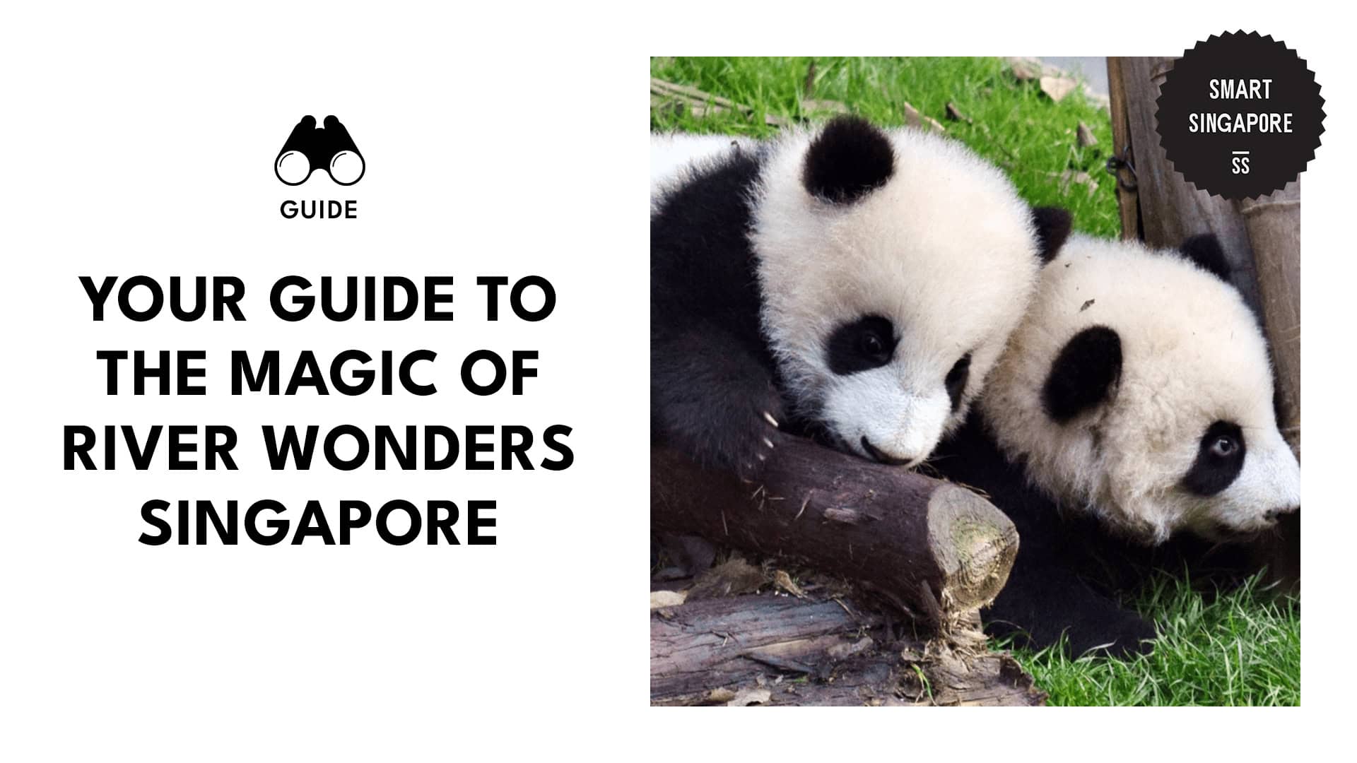 two-giant-pandas
