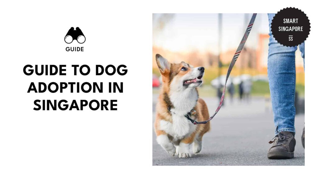 walking-corgi