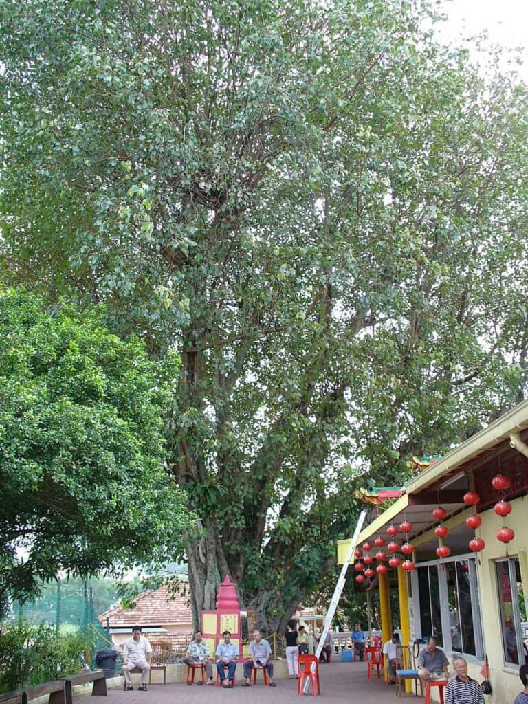 jin-long-si-temple