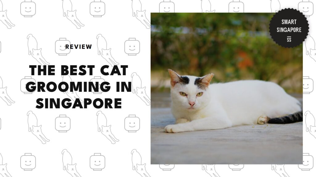 best-cat-grooming-singapore-banner